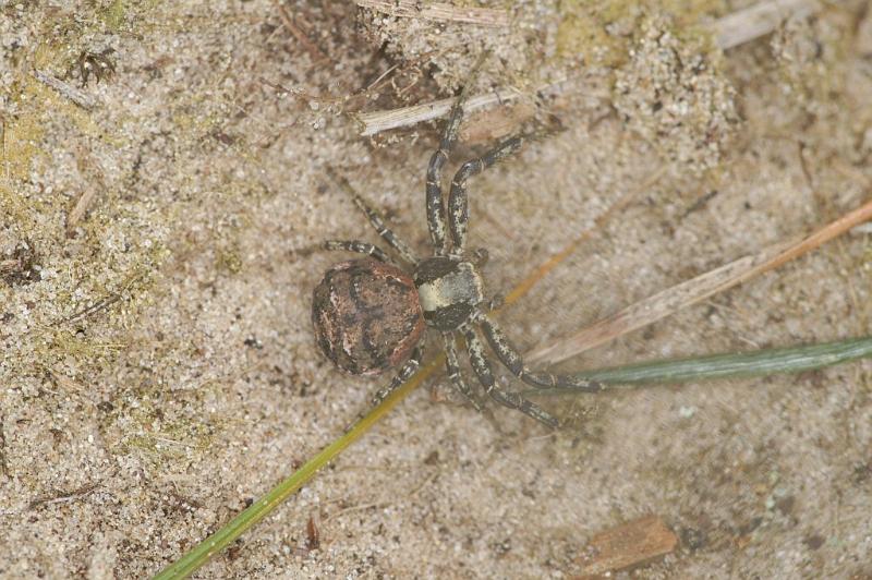 Xysticus_ferrugineus_D3001_Z_75_NP De Hoge Veluwe_Nederland.jpg